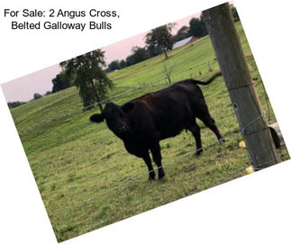 For Sale: 2 Angus Cross, Belted Galloway Bulls