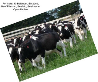 For Sale: 30 Balancer, Barzona, Beef Friesian, Beefalo, Beefmaster Open Heifers