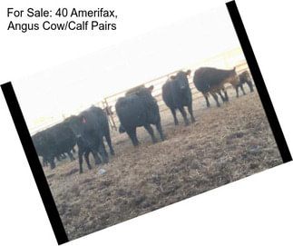 For Sale: 40 Amerifax, Angus Cow/Calf Pairs