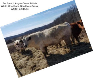 For Sale: 1 Angus Cross, British White, Shorthorn, Shorthorn Cross, White Park Bulls