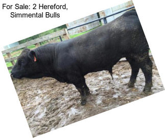 For Sale: 2 Hereford, Simmental Bulls