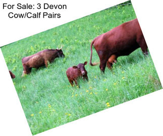 For Sale: 3 Devon Cow/Calf Pairs