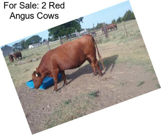 For Sale: 2 Red Angus Cows