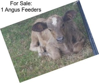 For Sale: 1 Angus Feeders