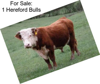 For Sale: 1 Hereford Bulls