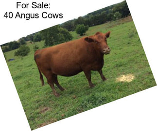 For Sale: 40 Angus Cows