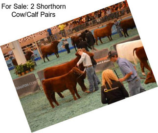 For Sale: 2 Shorthorn Cow/Calf Pairs