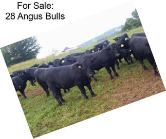 For Sale: 28 Angus Bulls
