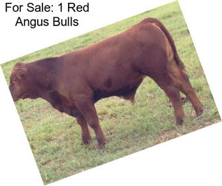 For Sale: 1 Red Angus Bulls