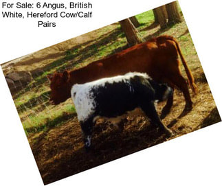 For Sale: 6 Angus, British White, Hereford Cow/Calf Pairs
