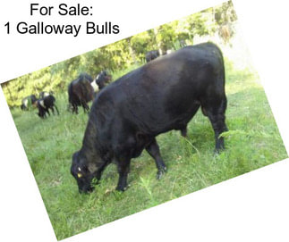 For Sale: 1 Galloway Bulls