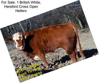 For Sale: 1 British White, Hereford Cross Open Heifers