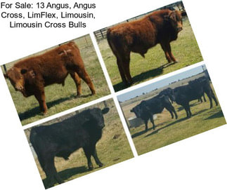 For Sale: 13 Angus, Angus Cross, LimFlex, Limousin, Limousin Cross Bulls