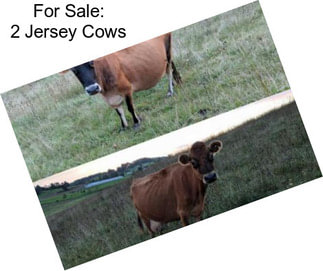 For Sale: 2 Jersey Cows