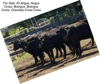 For Sale: 45 Angus, Angus Cross, Brangus, Brangus Cross, Charolais Cross Cows