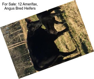 For Sale: 12 Amerifax, Angus Bred Heifers