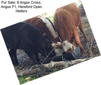 For Sale: 6 Angus Cross, Angus F1, Hereford Open Heifers