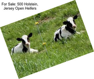 For Sale: 500 Holstein, Jersey Open Heifers