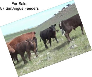 For Sale: 87 SimAngus Feeders