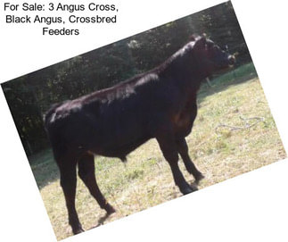 For Sale: 3 Angus Cross, Black Angus, Crossbred Feeders