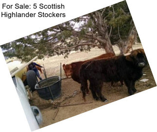 For Sale: 5 Scottish Highlander Stockers