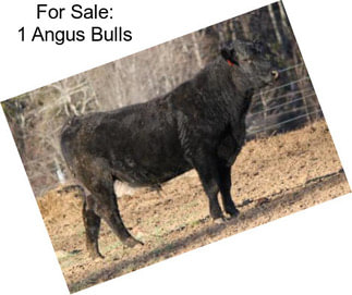 For Sale: 1 Angus Bulls