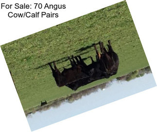 For Sale: 70 Angus Cow/Calf Pairs