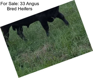 For Sale: 33 Angus Bred Heifers
