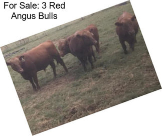 For Sale: 3 Red Angus Bulls