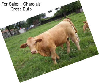 For Sale: 1 Charolais Cross Bulls