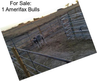 For Sale: 1 Amerifax Bulls
