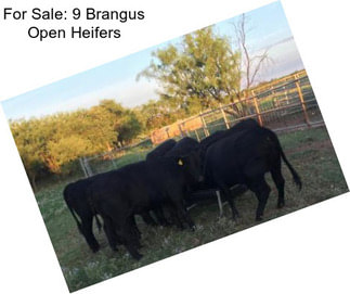 For Sale: 9 Brangus Open Heifers