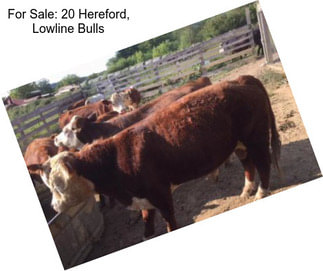 For Sale: 20 Hereford, Lowline Bulls