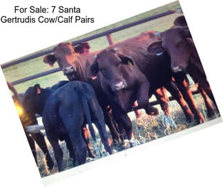 For Sale: 7 Santa Gertrudis Cow/Calf Pairs