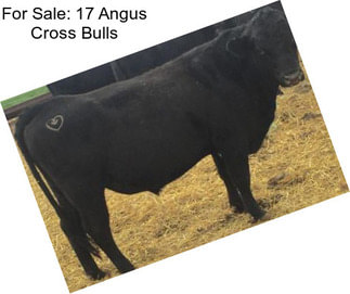For Sale: 17 Angus Cross Bulls