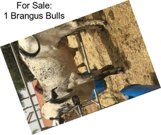 For Sale: 1 Brangus Bulls