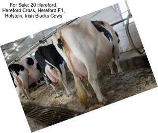 For Sale: 20 Hereford, Hereford Cross, Hereford F1, Holstein, Irish Blacks Cows