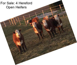 For Sale: 4 Hereford Open Heifers