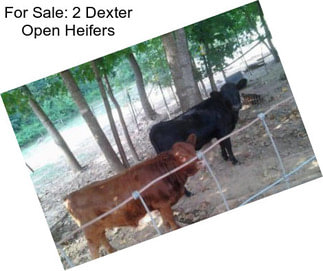 For Sale: 2 Dexter Open Heifers