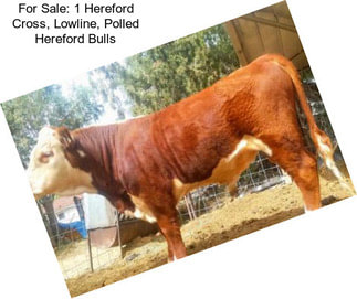 For Sale: 1 Hereford Cross, Lowline, Polled Hereford Bulls