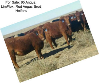 For Sale: 95 Angus, LimFlex, Red Angus Bred Heifers