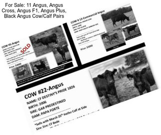 For Sale: 11 Angus, Angus Cross, Angus F1, Angus Plus, Black Angus Cow/Calf Pairs