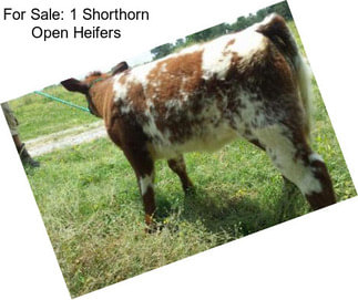 For Sale: 1 Shorthorn Open Heifers