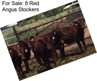 For Sale: 8 Red Angus Stockers