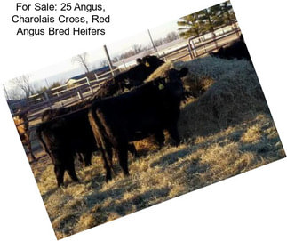 For Sale: 25 Angus, Charolais Cross, Red Angus Bred Heifers