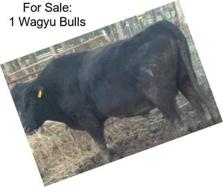 For Sale: 1 Wagyu Bulls