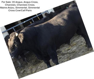 For Sale: 35 Angus, Angus Cross, Charolais, Charolais Cross, Maine-Anjou, Simmental, Simmental Cross Cow/Calf Pairs