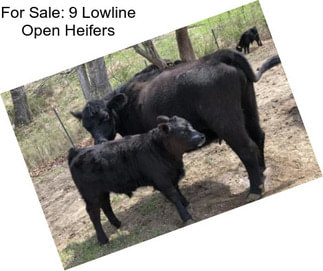 For Sale: 9 Lowline Open Heifers