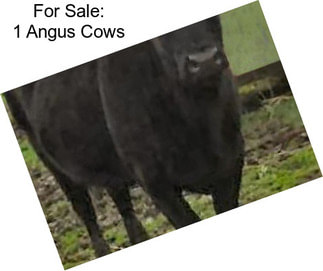 For Sale: 1 Angus Cows
