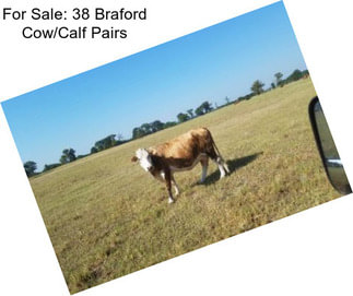 For Sale: 38 Braford Cow/Calf Pairs